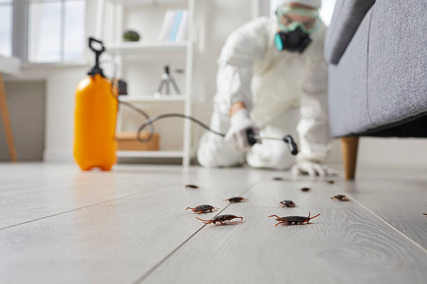 Post-Treatment Bed Bug Interceptor Monitoring in Yorkville